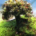 Bonsai Baum mit Mini-Bucephalandren