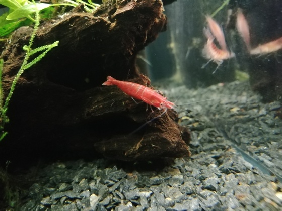 Red fire Weibchen