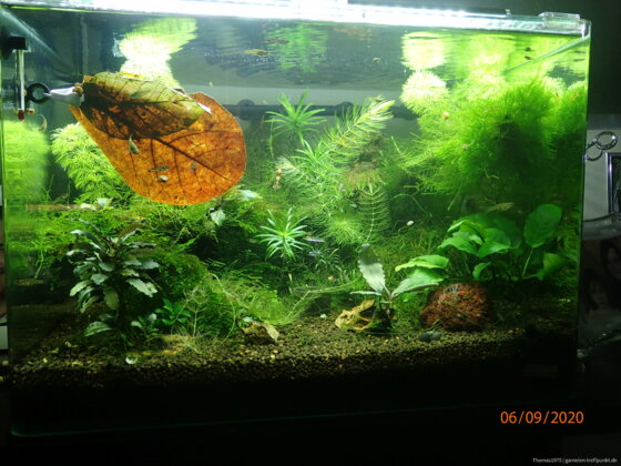 50L Scapers Tank