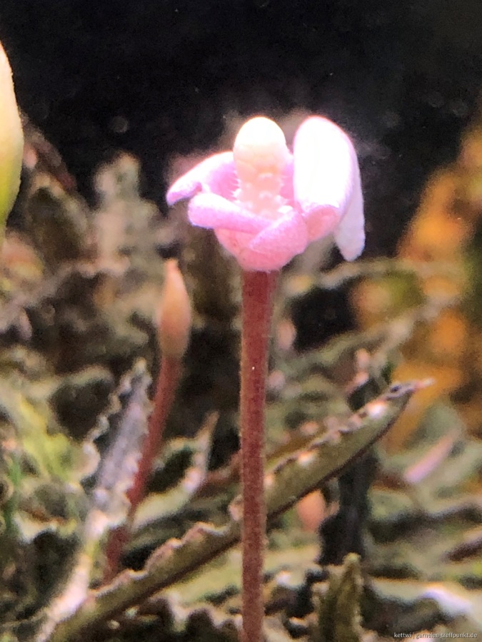 Bucephalandra Kedagang Mini Blüte 3