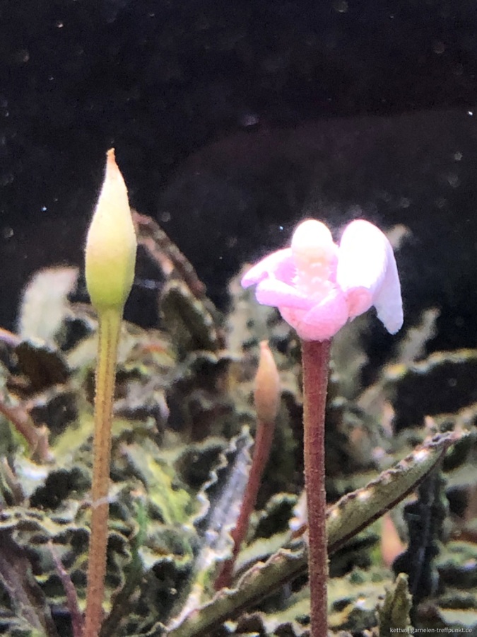 Bucephalandra Kedagang Mini Blüte 2
