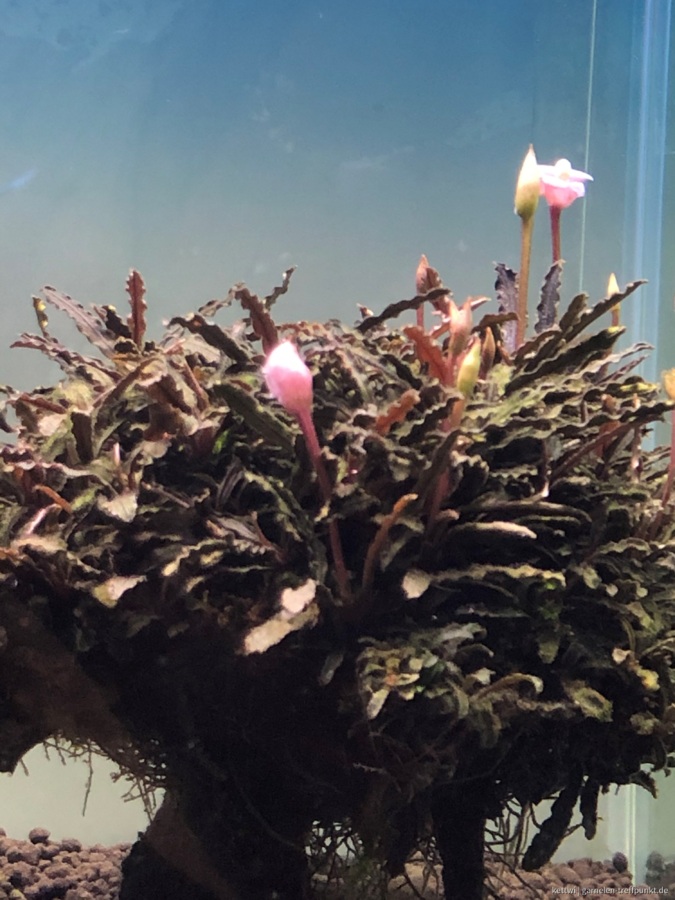 Bucephalandra Kedagang Mini Blüte