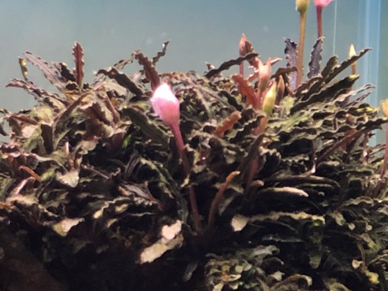 Bucephalandra Kedagang Mini Blüte