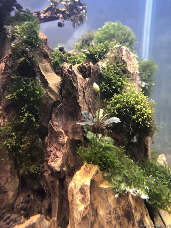 Blühende Mini-Buce im Bonsai Becken 😍