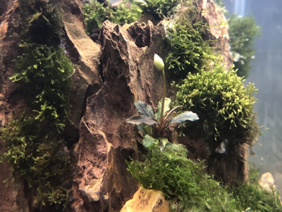 Blühende Mini-Buce im Bonsai Becken 😍