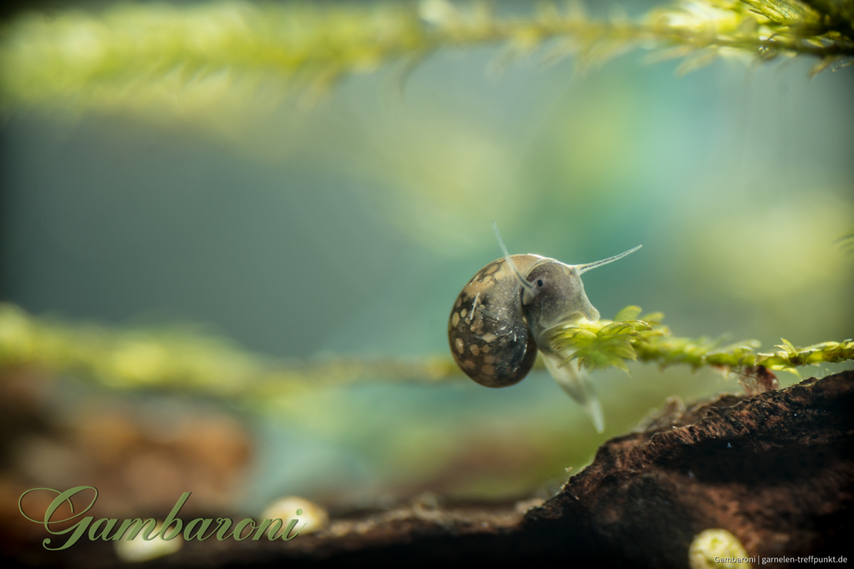 nice mister snaily