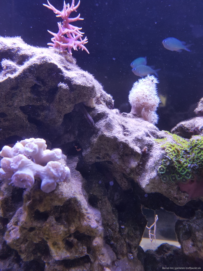 verschiedene Korallen und ein paar Fische