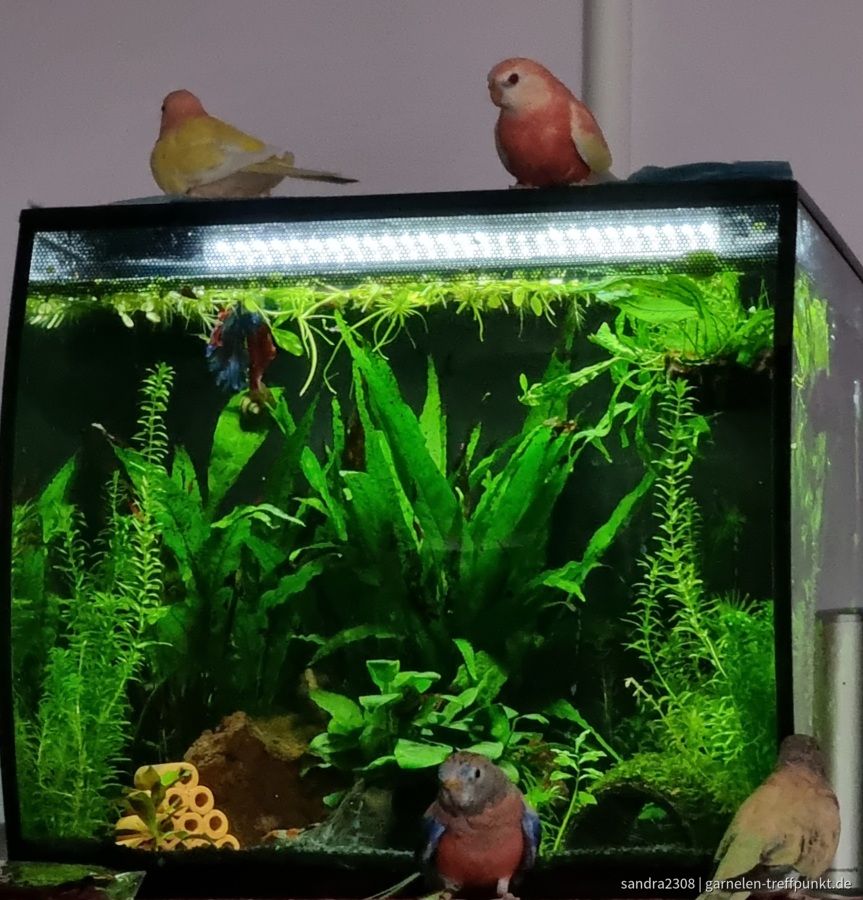 4 meiner 8 Bourkesittiche lieben mein Aquarium 😅