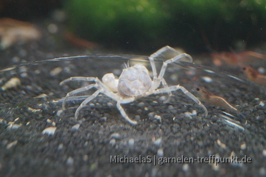Micro Krabbe