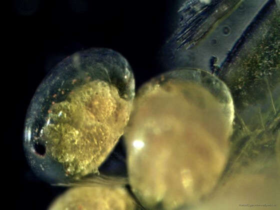 Yellow Fire Eier im Agenpunktstadium unterm Mikroskop