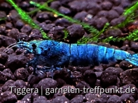 blue bolt_InPixio