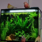 4 meiner 8 Bourkesittiche lieben mein Aquarium 😅