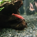 Red fire Weibchen