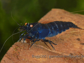 Dark Blue Tiger