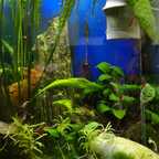 Mein Hochkant-Aquarium