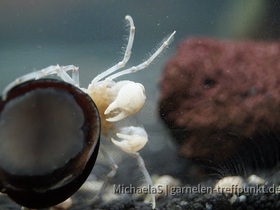 Micro Krabbe